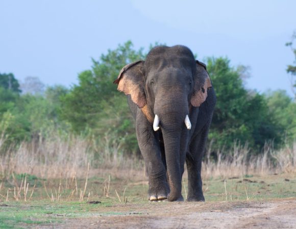 Sri Lanka Safari Tours, jeep safari udawalawe, Udawalawe National Park Safari