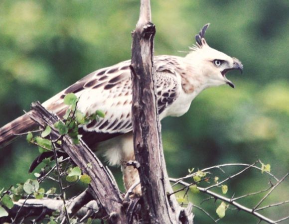 Sri Lanka Safari Tours, jeep safari udawalawe, Udawalawe National Park Safari