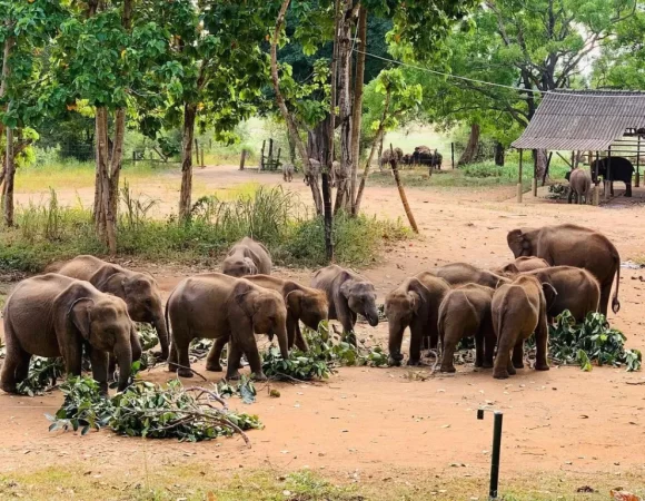 Sri Lanka Safari Tours, jeep safari udawalawe, Udawalawe National Park Safari