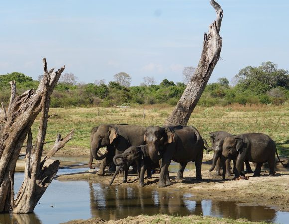 Sri Lanka Safari Tours, jeep safari udawalawe, Udawalawe National Park Safari