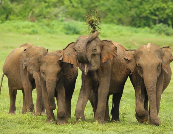 Sri Lanka Safari Tours, jeep safari udawalawe, Udawalawe National Park Safari