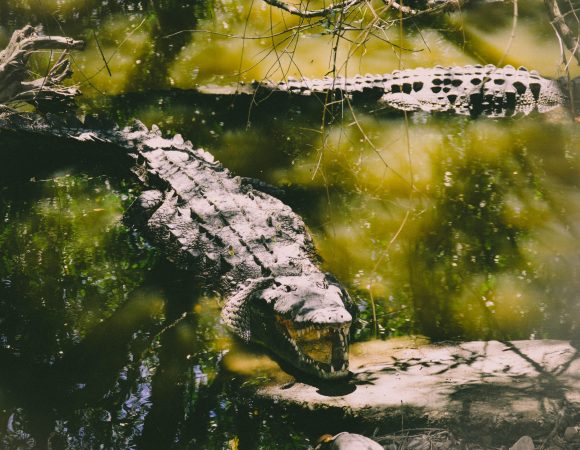 Sri Lanka Safari Tours, jeep safari udawalawe, Udawalawe National Park Safari